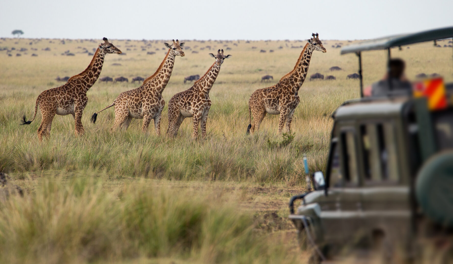 Troupeau de giraffes au Botswana