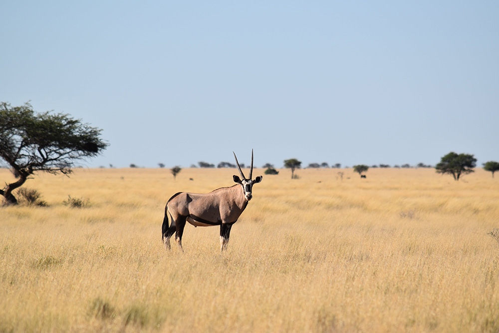 Oryx, Afrique du Sud