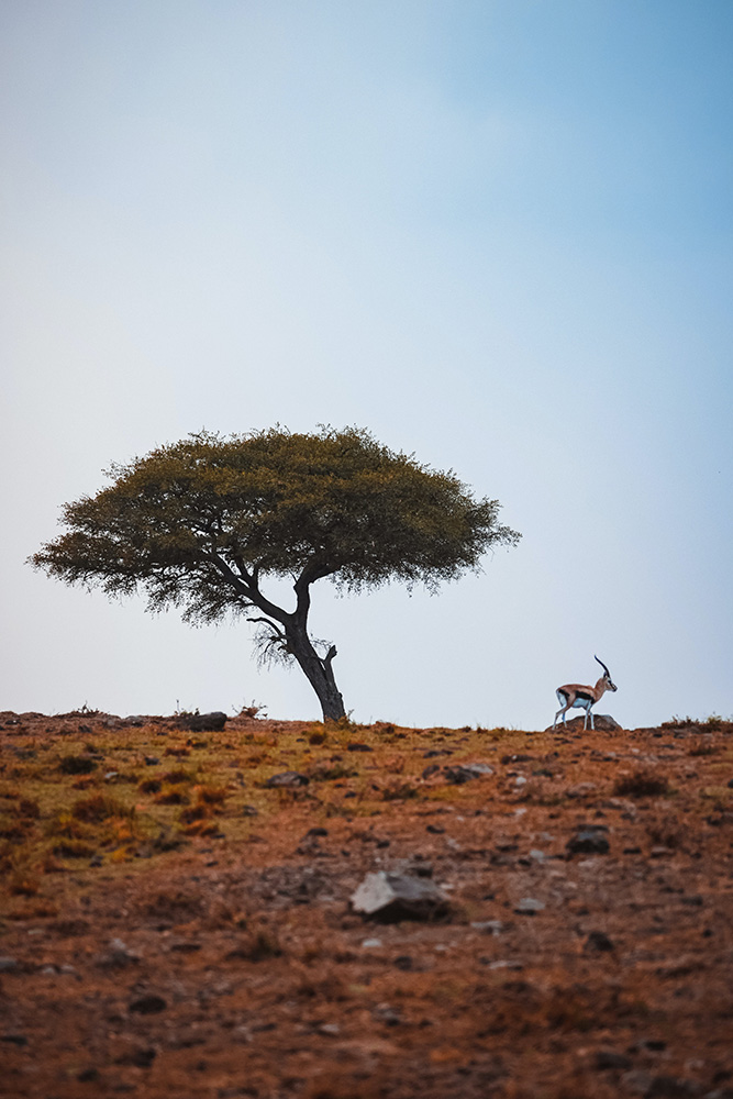 Antilope lors d'un safari au Kenya