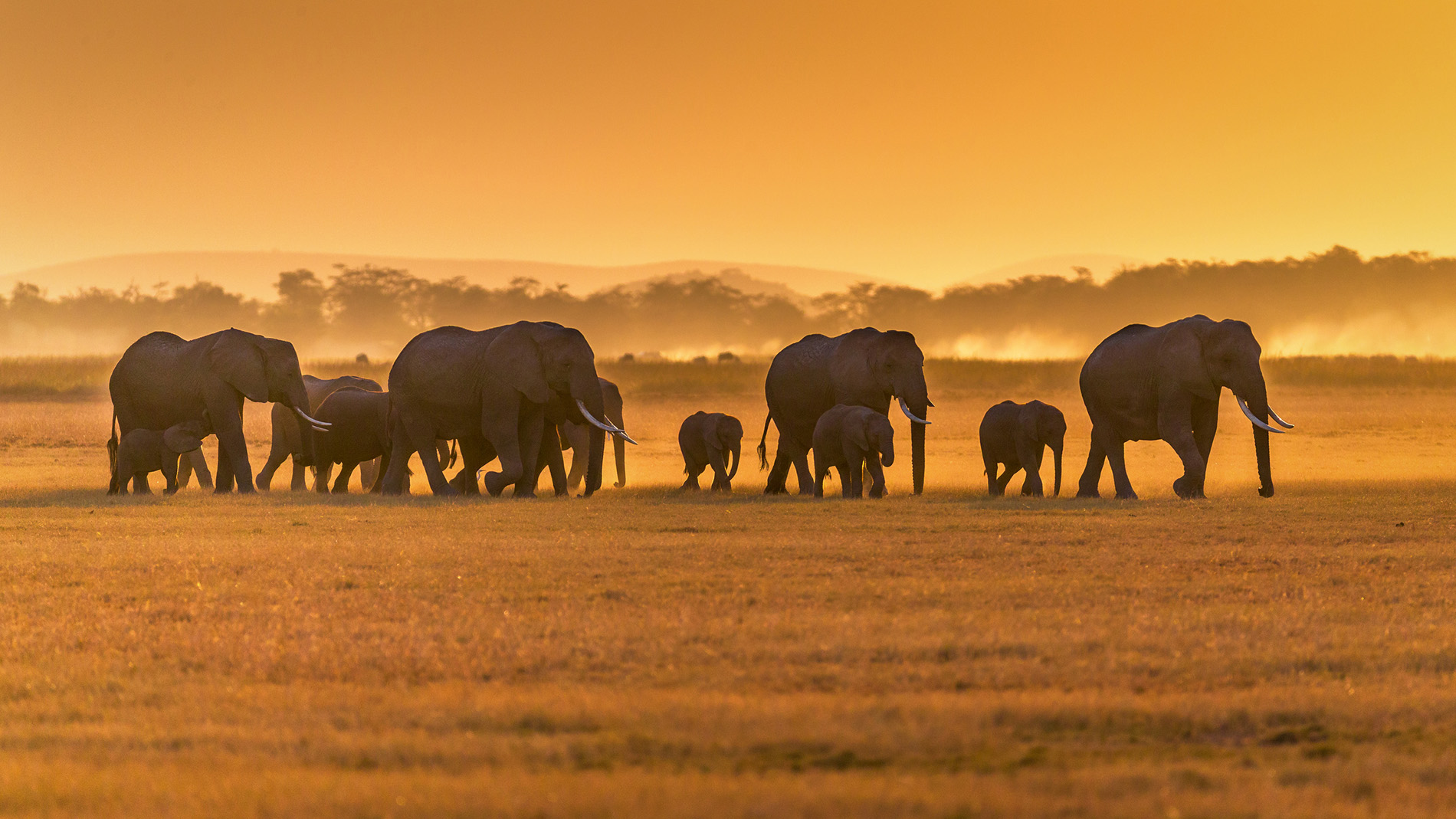 Afrique