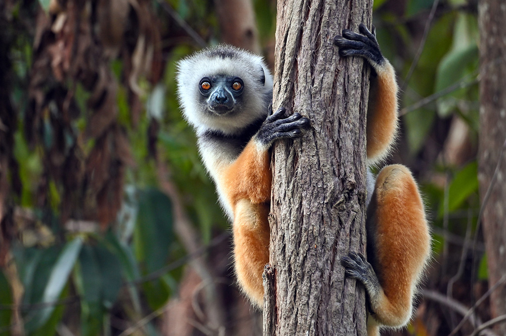 Lémurien à Madagascar