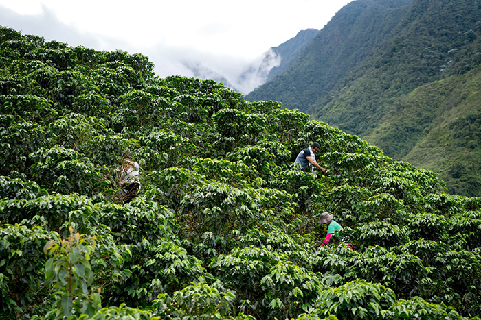 Récolte de café en Colombie