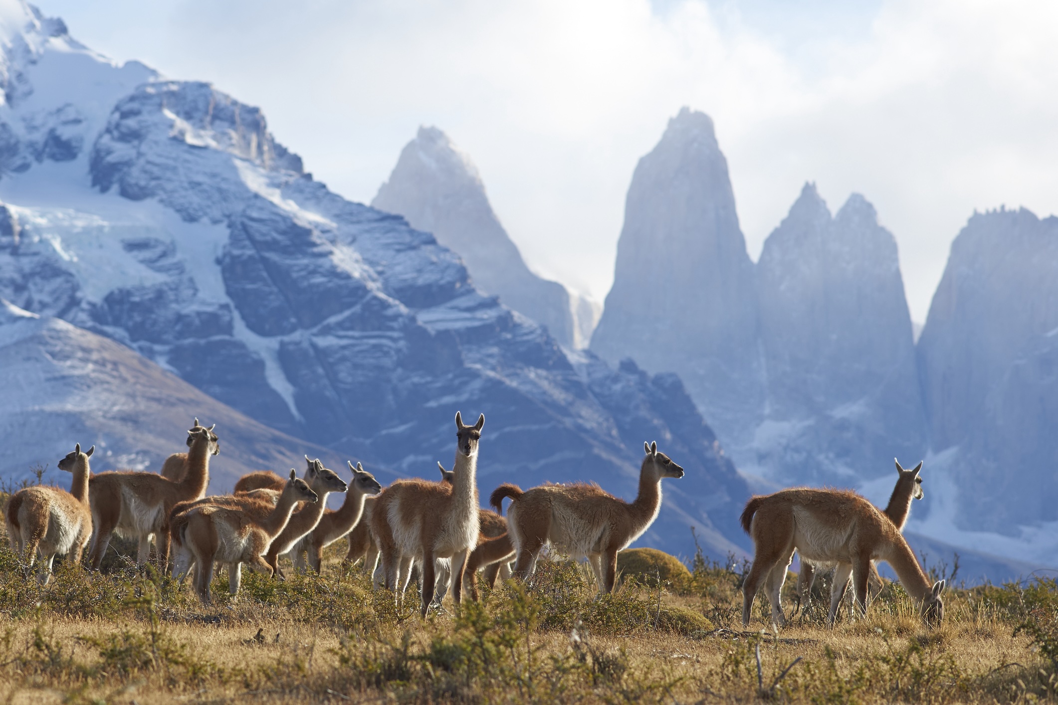 Guanaco à Torres del Paine au Chili
