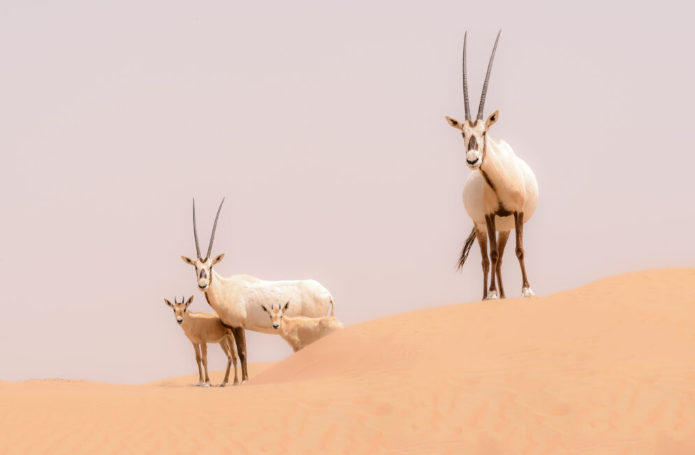 Nos experts des Emirats Arabes Unis