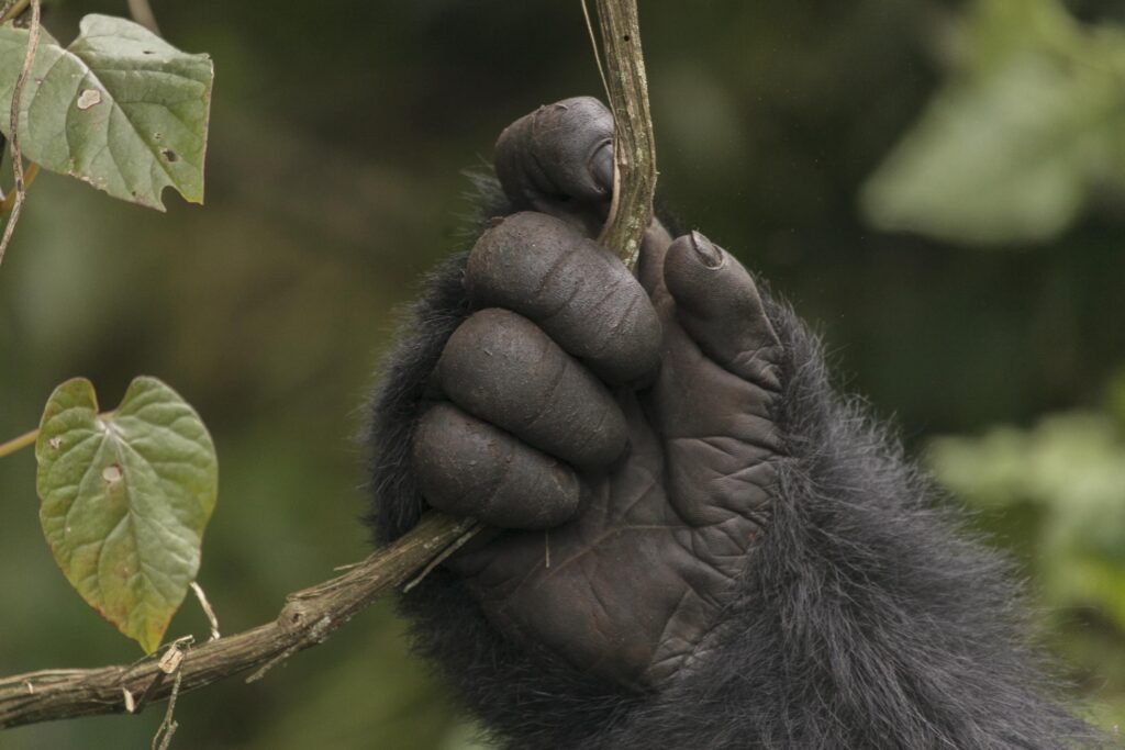 Où partir pour observer les animaux sauvages ?