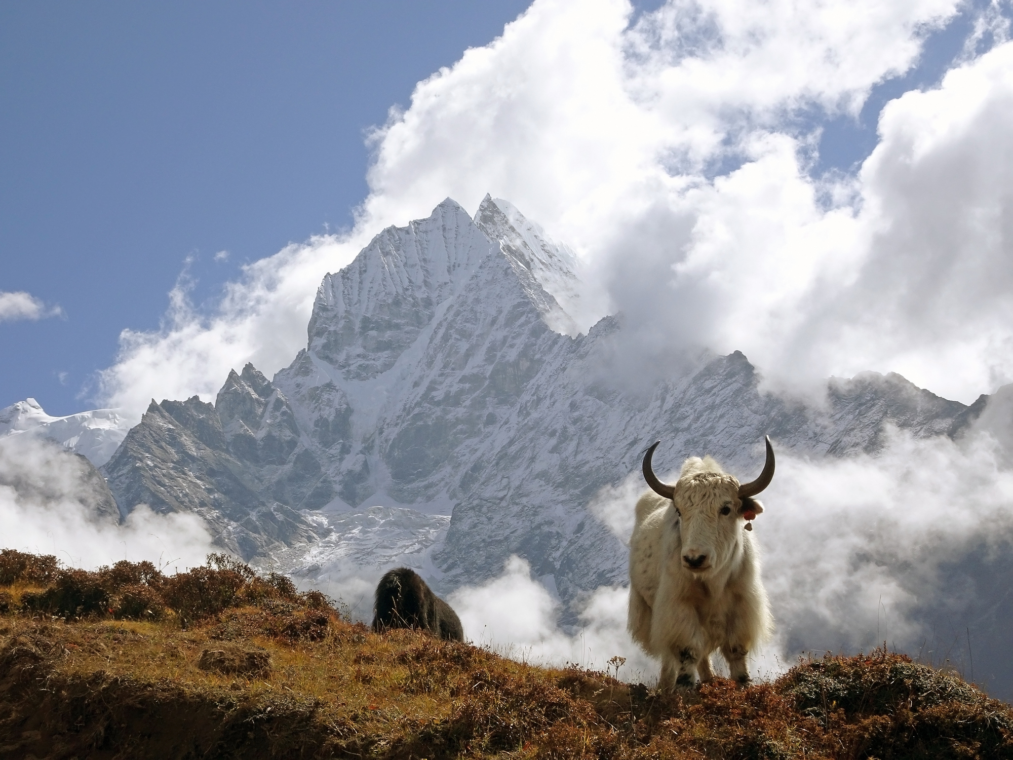 Tibet