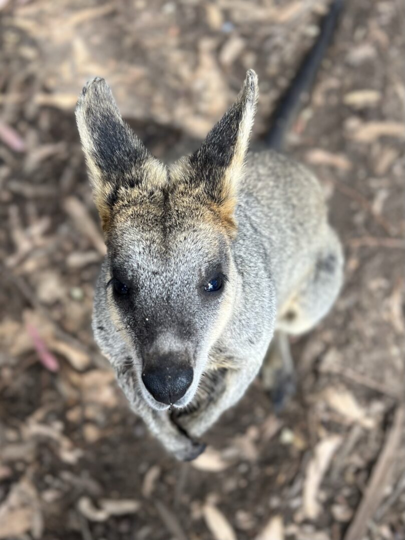 Australie
