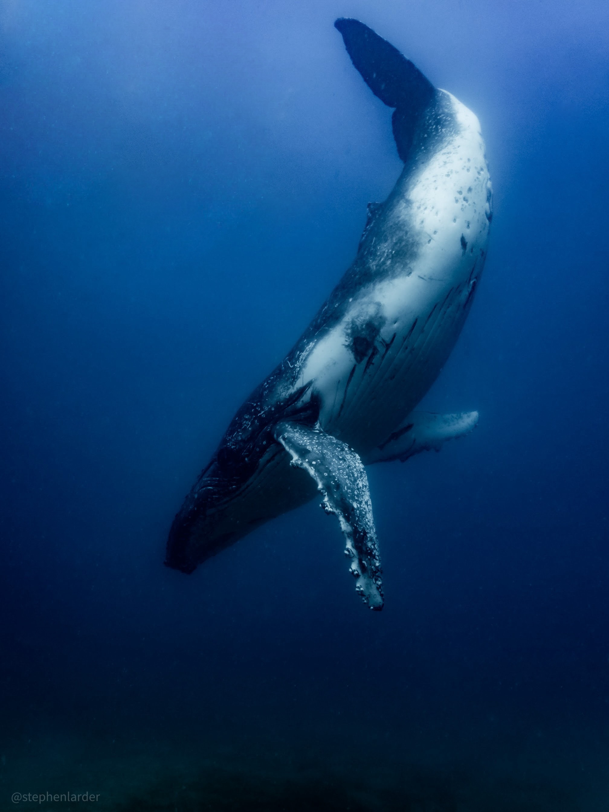 Moorea : Lagon turquoise et rencontre avec les géants de l’océan
