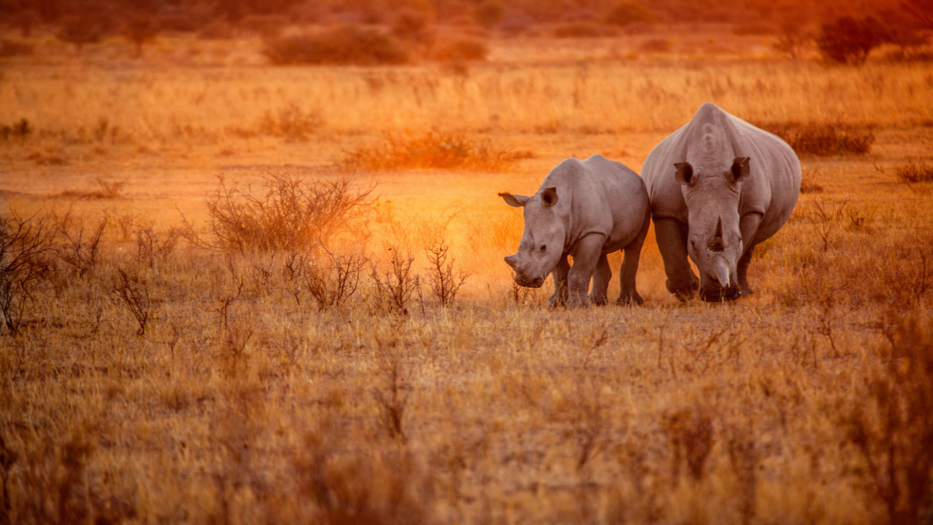 Safari en Namibie : observation des rhinocéros noirs