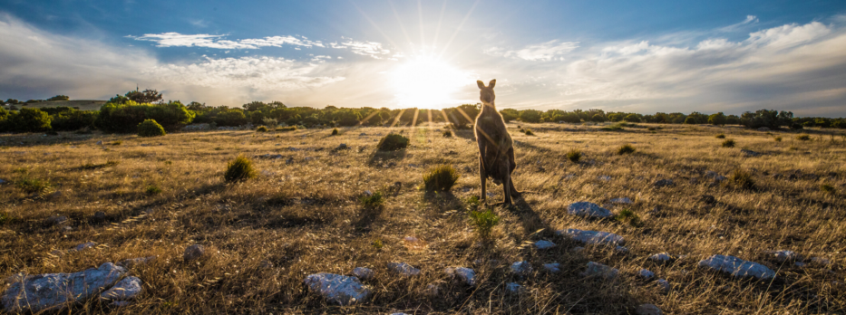 Voyager l'été en Australie avec des enfants