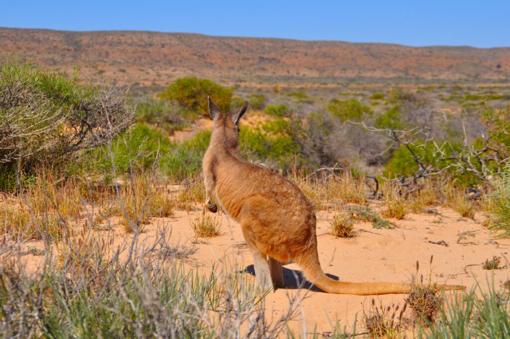Voyager l'été en Australie avec des enfants