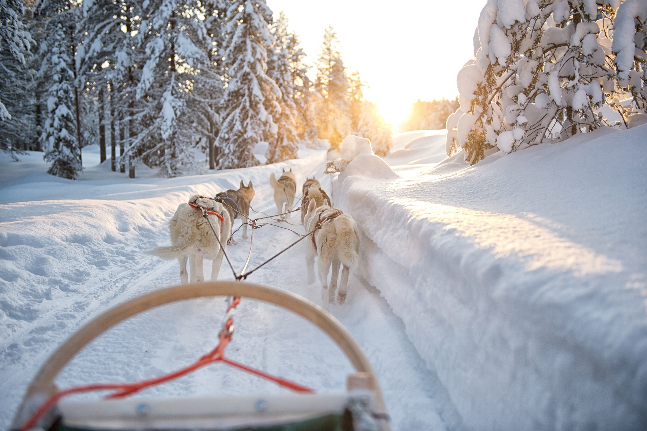 Chiens de traineau en Finlande avec VIP Partners