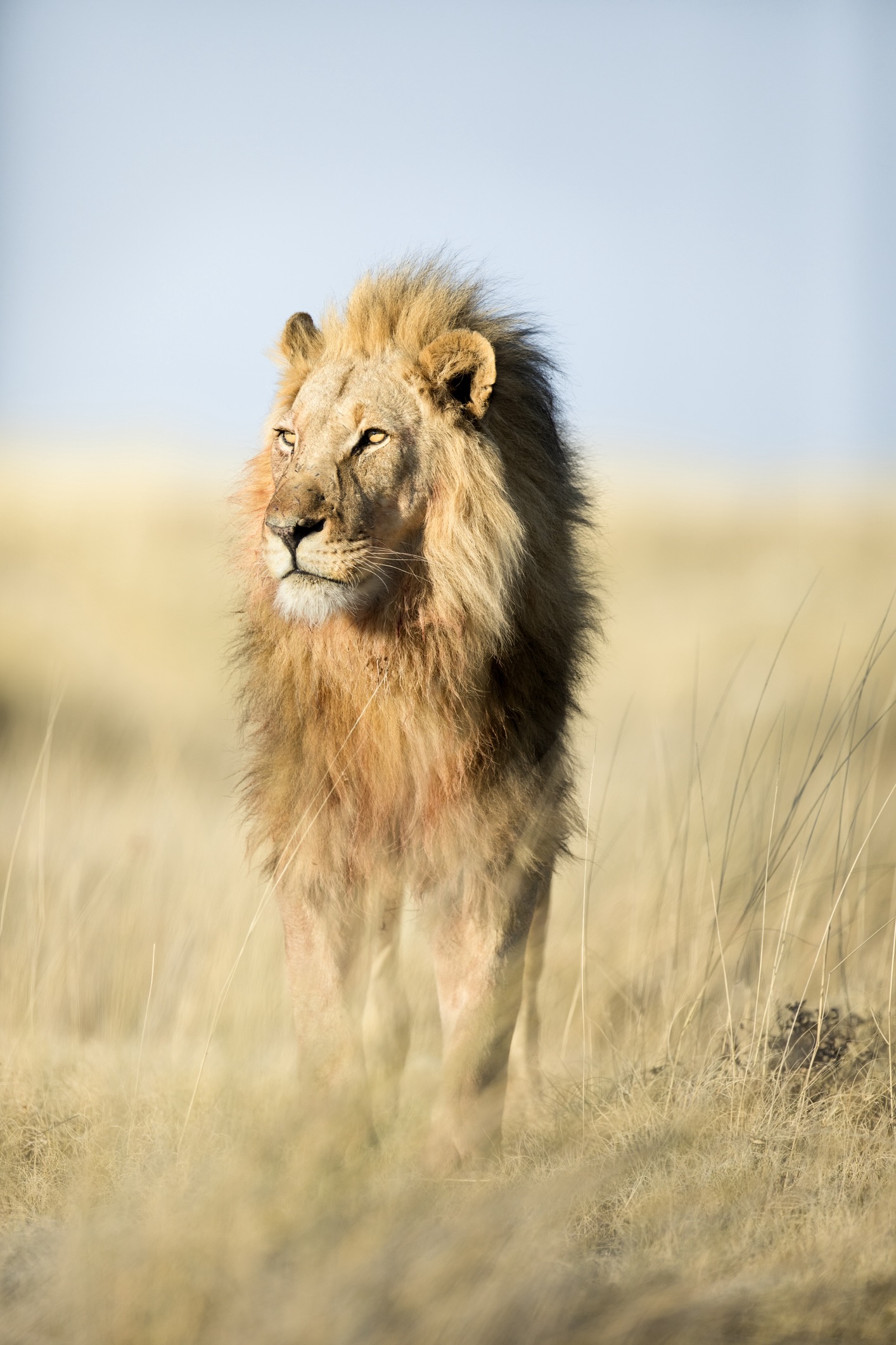 Rencontres dans le parc national Etosha 