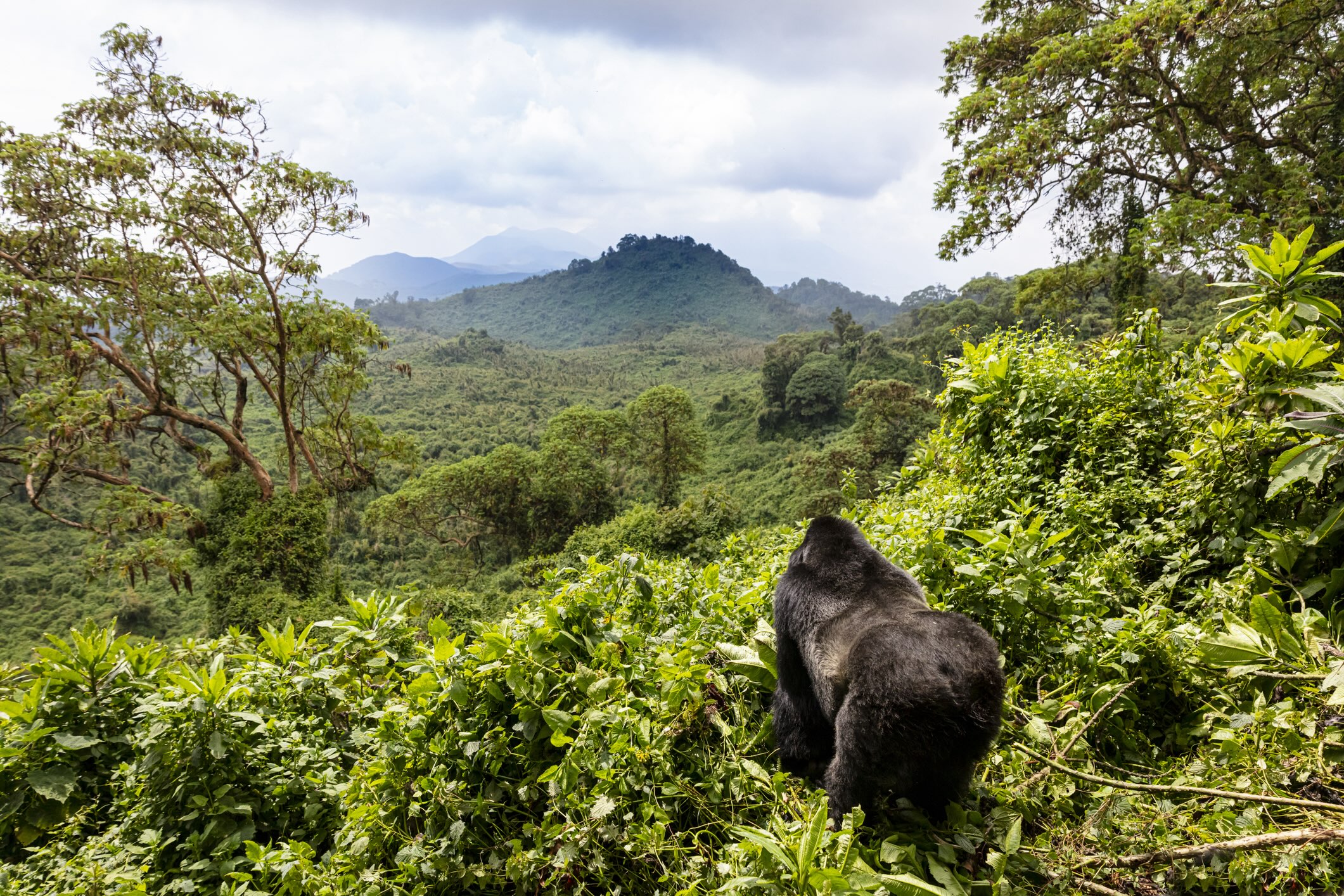 Singe au Rwanda