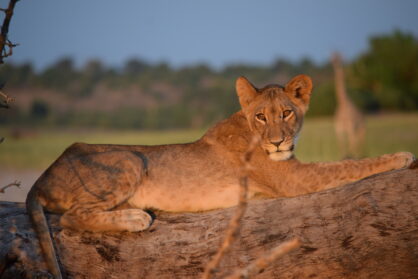 Le safari