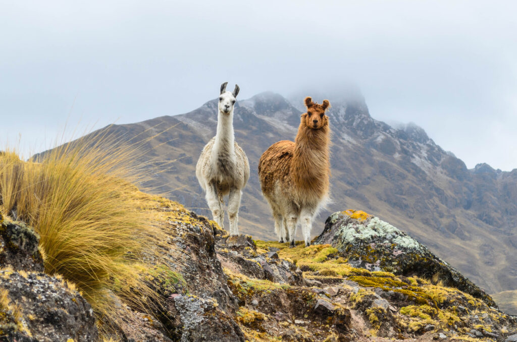 Un été au rythme de la nature