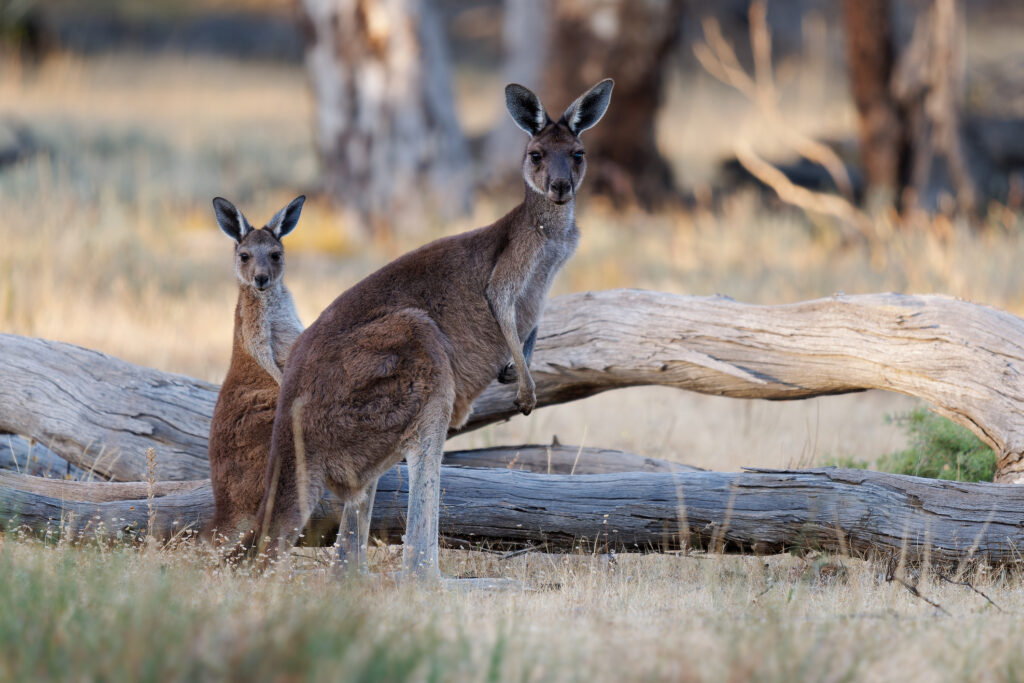 Voyage en Australie : 3 raisons d’y aller