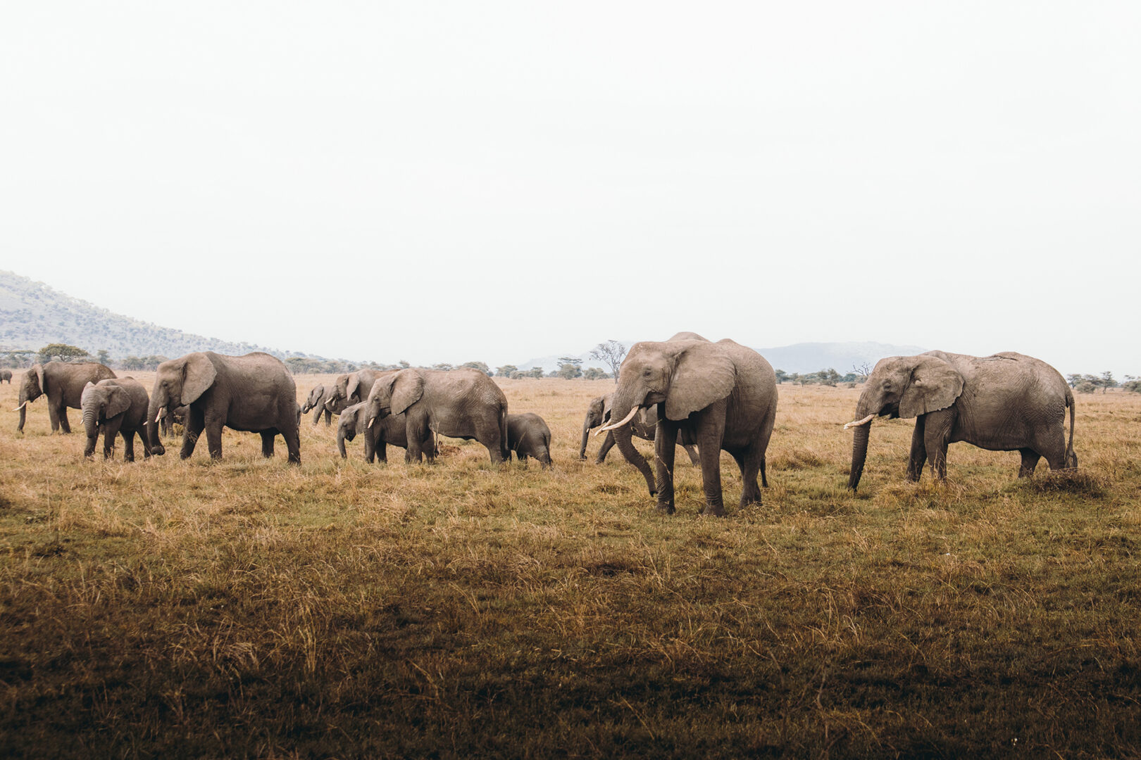 Afrique