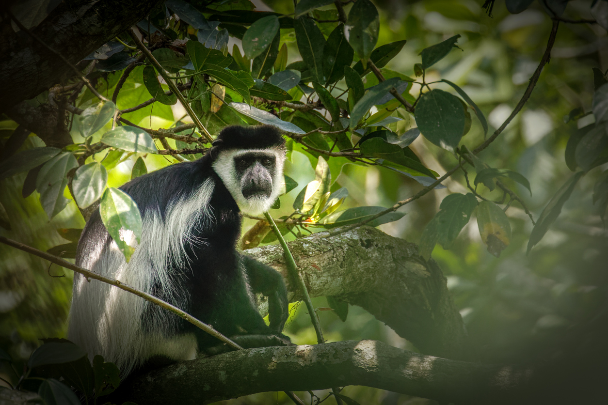 Randonnée dans la forêt de Kibale