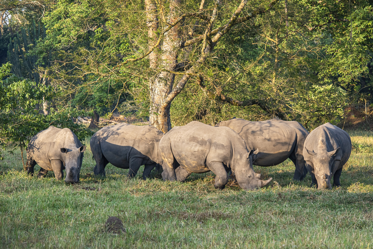 Visite du Ziwa Rhino Sanctuary