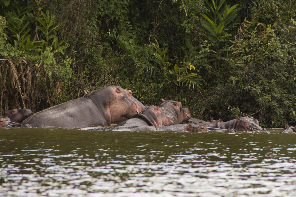 Parc national du Lac Mburo
