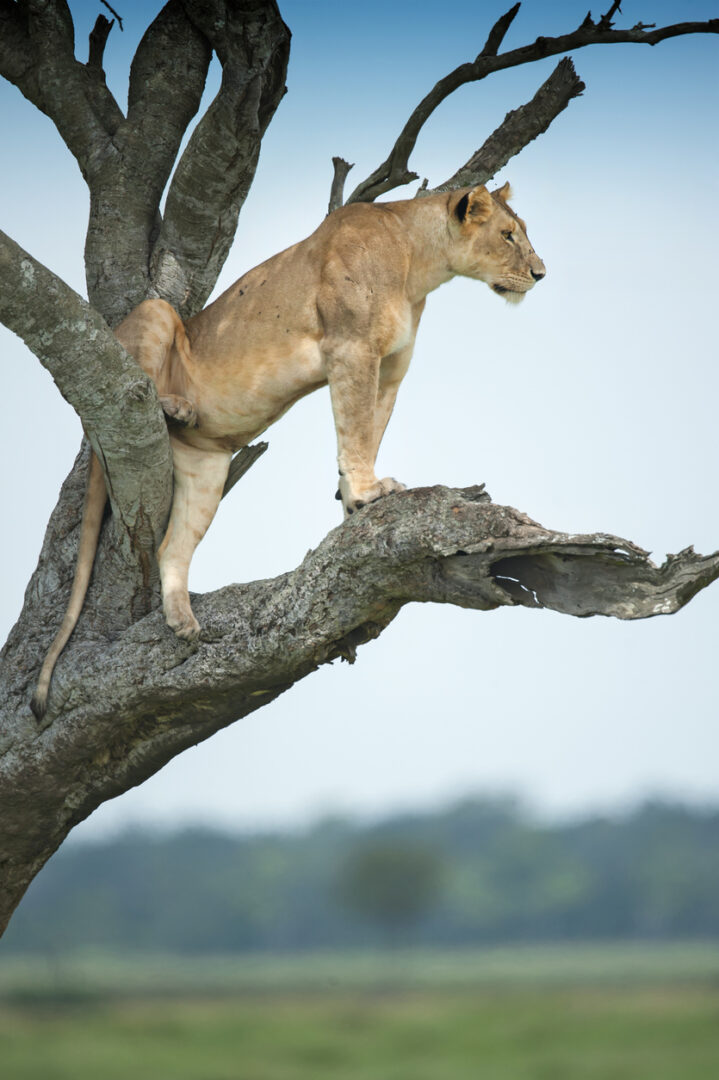 À la rencontre des lions des plaines d'Ishasha