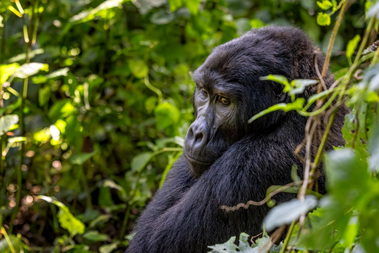 Forêt impénétrable de Bwindi