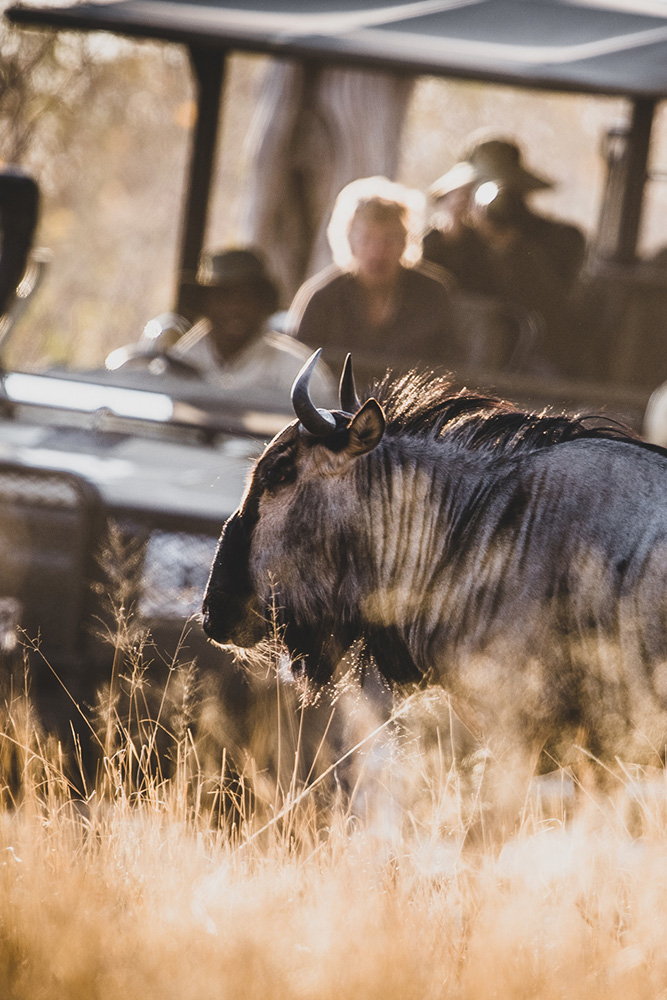 Observation des animaux dans les alentours de la rivière Khwai