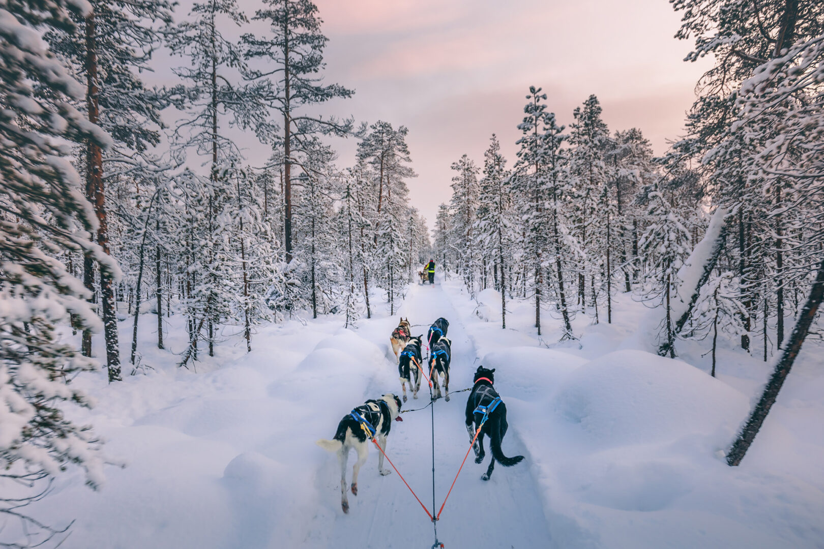 Faire du traineau à chien en famille en Laponie