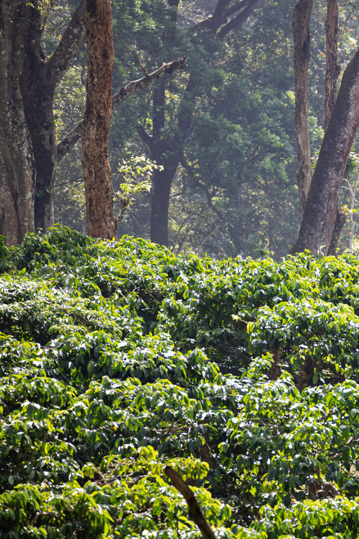 Excursion à Coorg