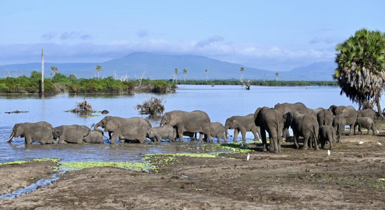 Le safari