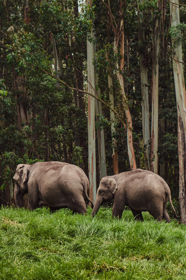 Aventure dans le parc national de Periyar 