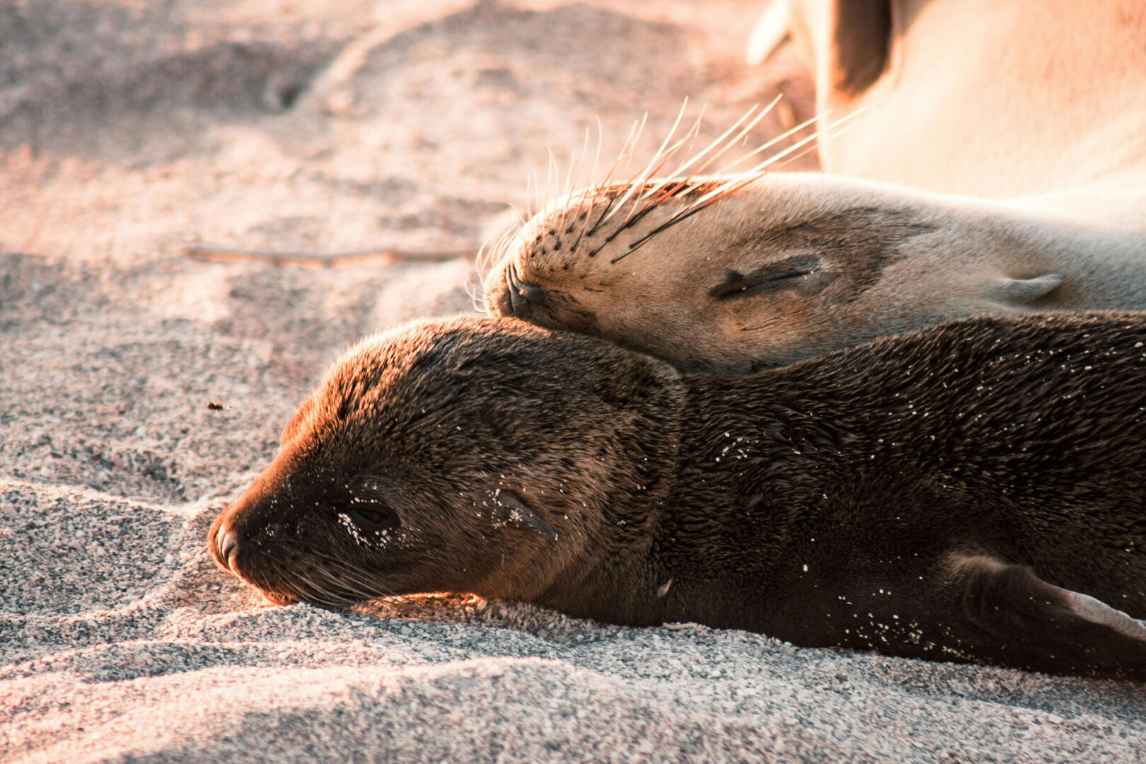 Voyage à deux aux Galapagos, Equateur