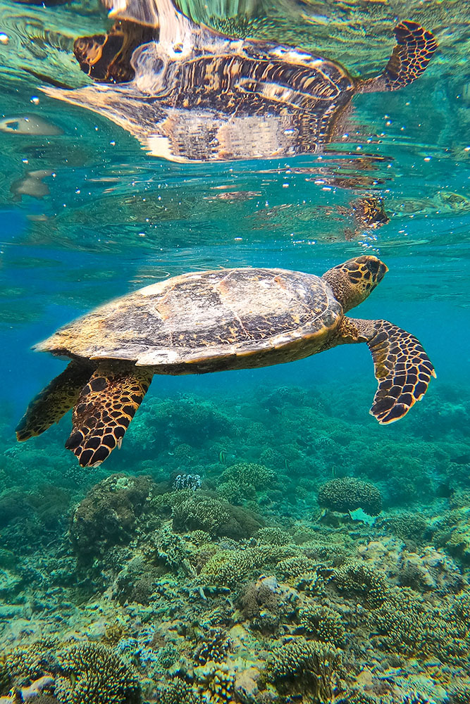 Auprès des tortues à Pemuteran