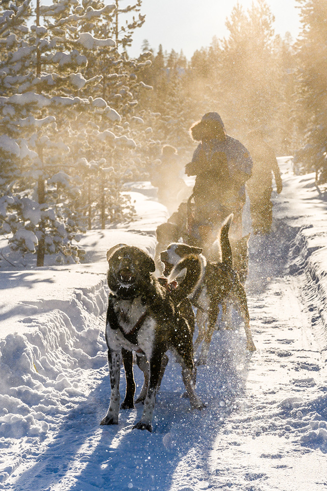  Saariselkä : Safari en traîneau à chiens et lunch sous le kota