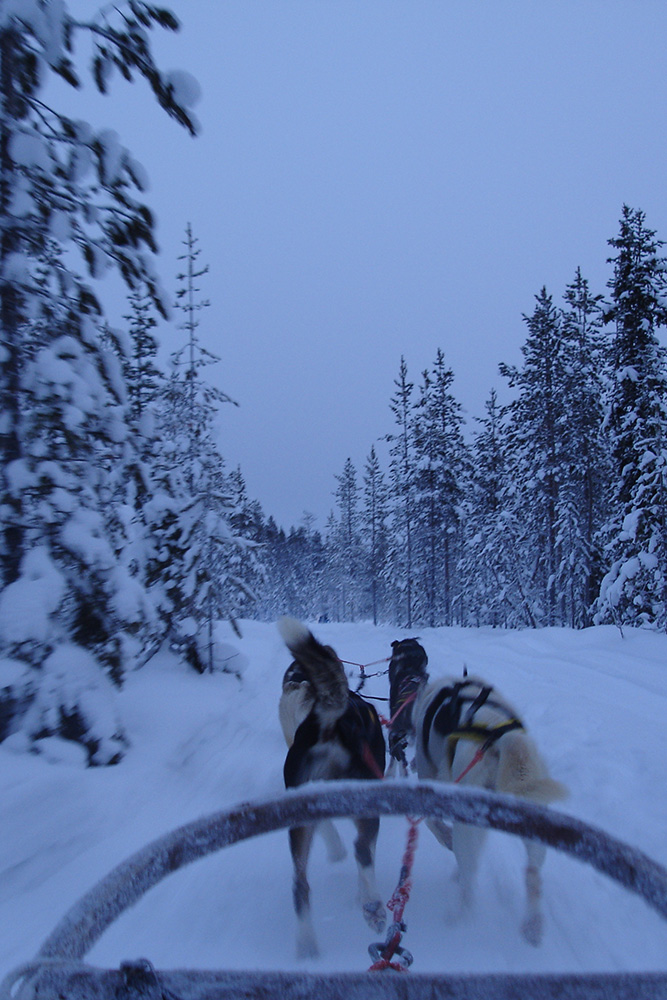 Meltaus : Safari en traîneau au rythme des huskies