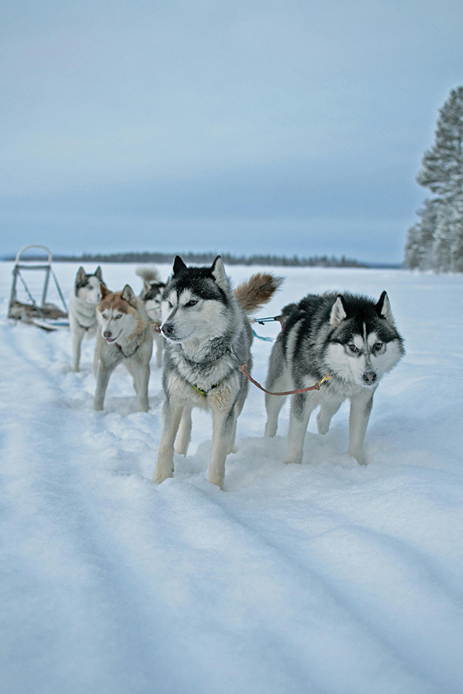  Inari : Raid en chiens de traîneau dans la nature sauvage