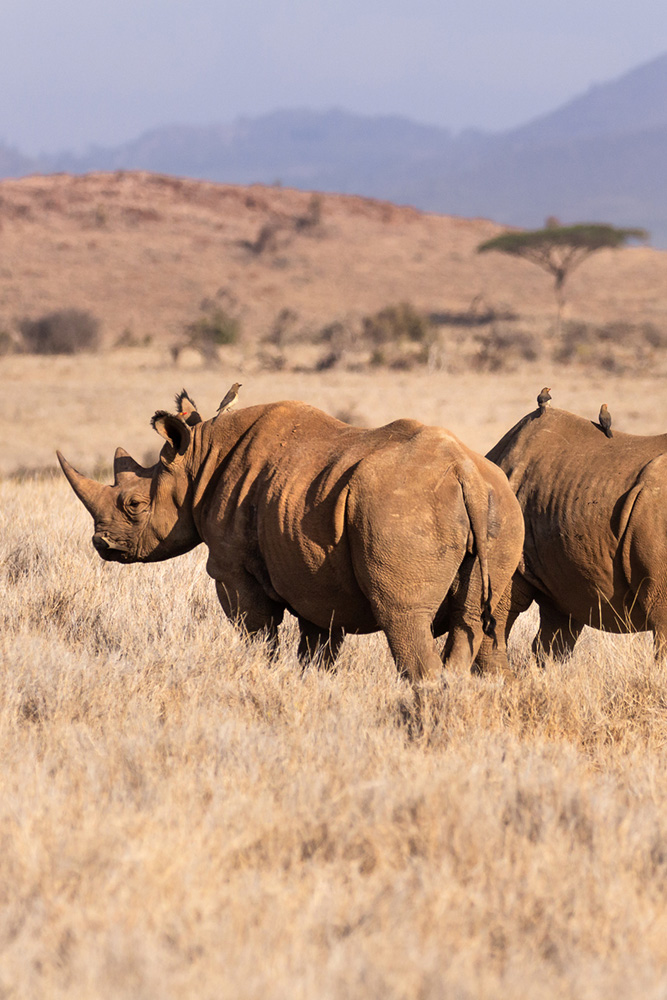 Dans la faune de Lewa
