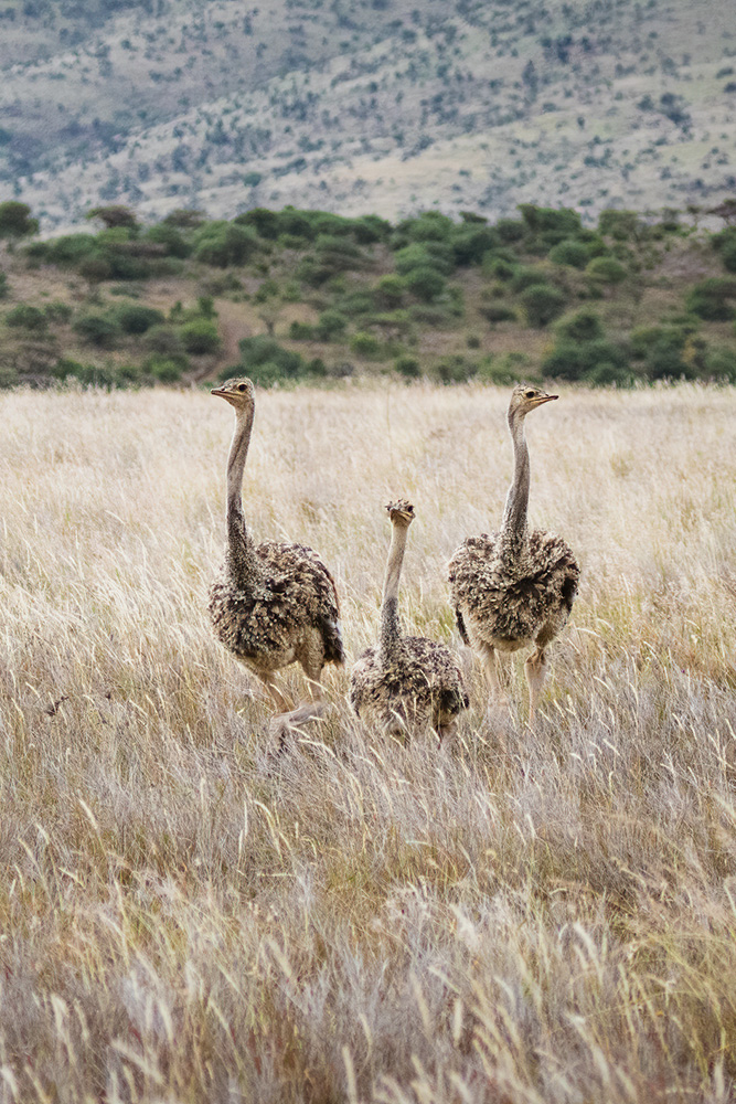Première étape dans la réserve de Lewa
