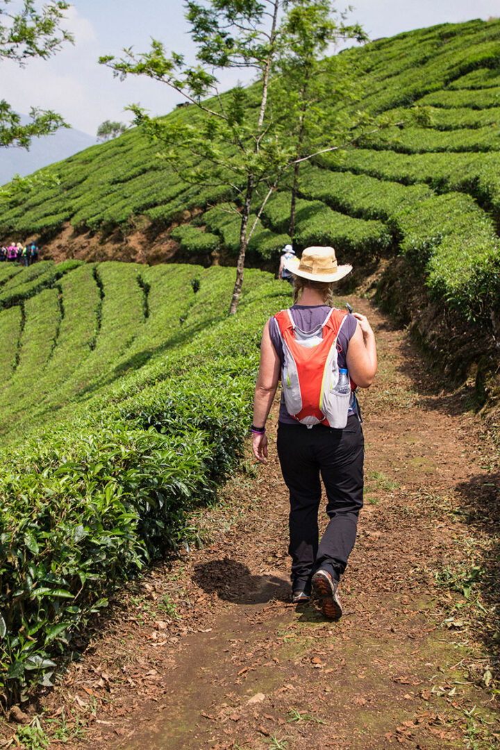 Découverte de la région de Munnar