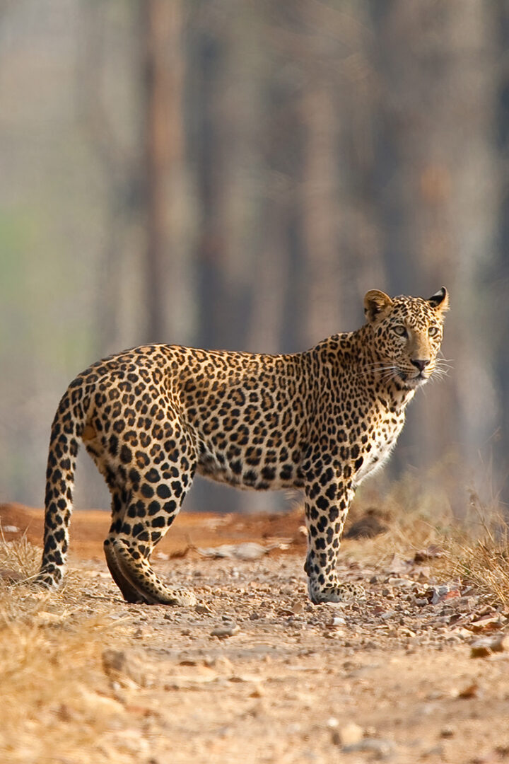 La faune du parc national de Nagarhole