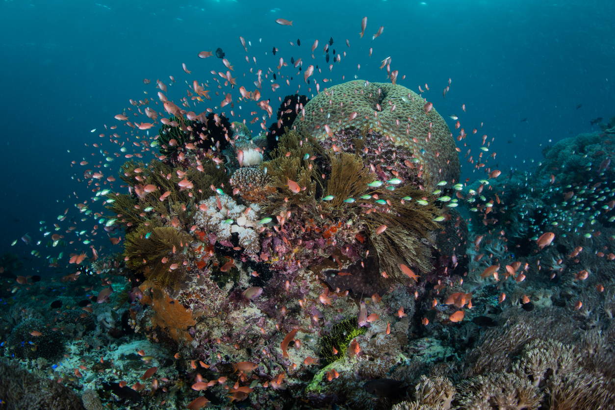 Excursion à Pemuteran