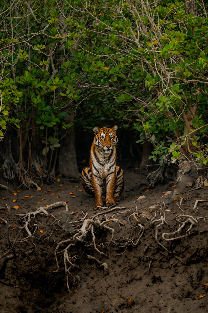 À la recherche du tigre des Sundarbans