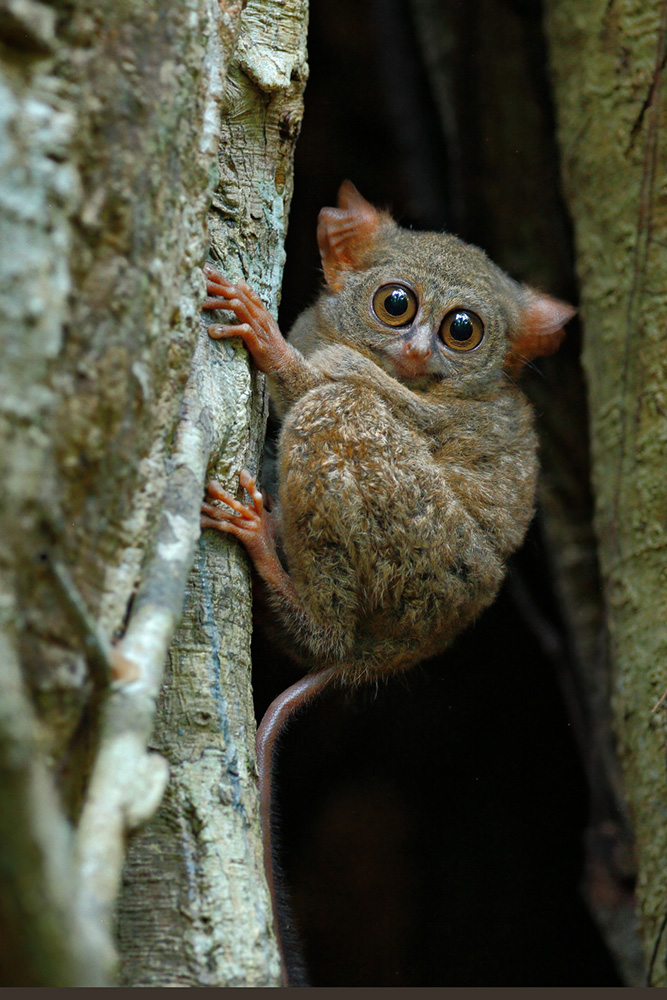 Tarsier dans le parc national de Tangkoko, Sulawesi, Indonésie
