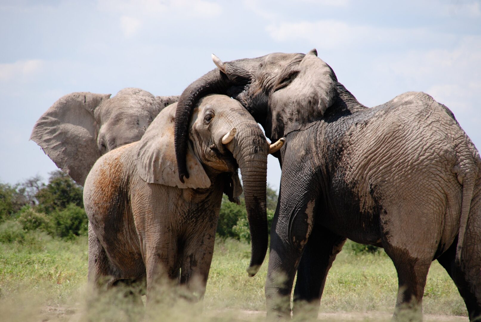 Sur la piste des éléphants au Zimbabwe et au Botswana