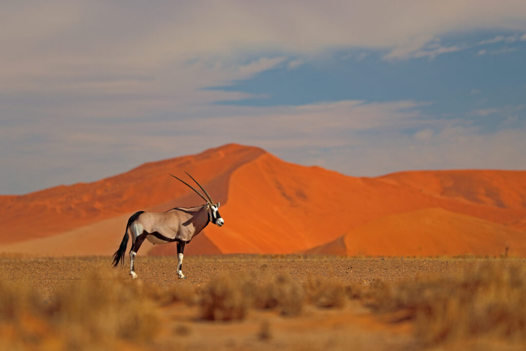 Le safari