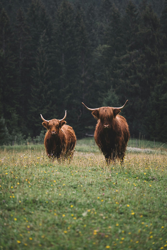 Vache des Highlands en Ecosse.