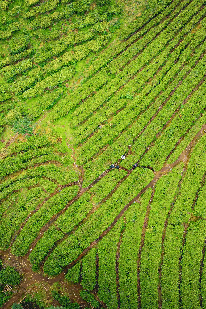 De Tengger aux plantations de café de Kaliburu 