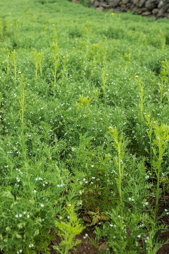 Nouvelle étape dans la région des Makes