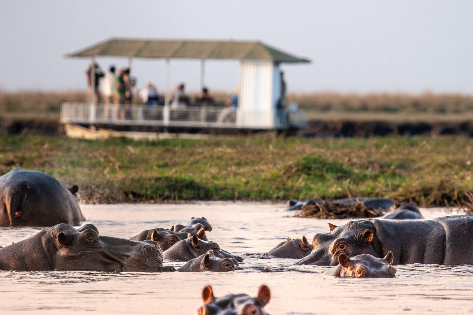 Safaris et croisière au Zimbabwe